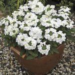Pack 4 White Perennial Verbena Plants, White Verbena Live Plants, Verbena Flower Trailing Plants Live for Planting, White Verbena Plants in Zones 7 to 11