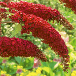 2 Butterfly Bush Live Plants, Red Buddleia Shrubs, 5–9 Inch Tall, Fragrant Flowering Shrubs, No Pot
