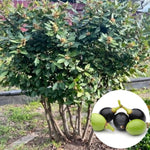 Bay Leaf Trees Live Plants, Laurus Nobilis Trees Live Plants, Sweet Bay Plant Live, Fragrant Bayleaf Tree, Laurel Bay Leaves Bare Root, 5-9" Well-Rooted Plant Live