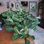 Lemon Lime Maranta Live Plant, 4-6'' Tall, Prayer Plant Live Indoor Plant, Maranta Plants, Rare Houseplant, Ready to Grow