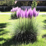 200 Purple Pampas Grass Seeds, Ornamental Grass Seeds for Planting, Perennial Pampas Grasses for Landscaping and Decoration