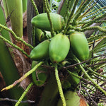 Green Coconut Tree Plant Sprouted, Coconut Plant Live, 6 to 8 Inc Tall, Tropical Plant Live Gardening Outdoor