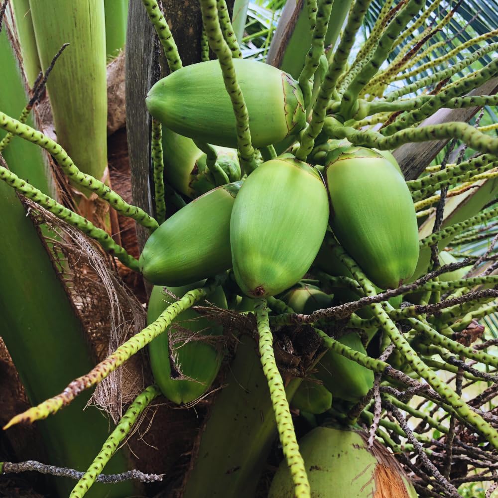 Green Coconut Tree Plant Sprouted, Coconut Plant Live, 6 to 8 Inc Tall, Tropical Plant Live Gardening Outdoor