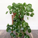 3 Live Pilea Peperomioides Plants, Live Money Plants from 3 to 5 Inc in Height, Money Plants Pot, Pilea Peperomioides Plants, Pilea Peperomioides Live Plants