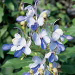 Blue Butterfly Clerodendrum Plant Live, 5-9" Tall Tropical Flowering Shrub, Clerodendrum Vine