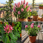 Pink Shrimp Plant Live, Live Shrimp Shrubs Plant, 5-7 Inches Tall, Easy Care Houseplant, Fragrant Blooms, Indoor Outdoor Growing