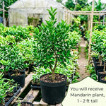 Sweet Seedless Mandarin Tree Live Plant, Mandarin Citrus Tree, 2 Years Old Plant, 1 Gallon Pot, 1-2 Feet Tall, Ideal for Indoor Outdoor Growing