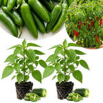 Set 2 Pepper Plants Live for Planting, Pepper Plant, 4-6 Inc Tall, Live Vegetable Plants for Indoor Outdoor Growing (Hot Green Peppers)