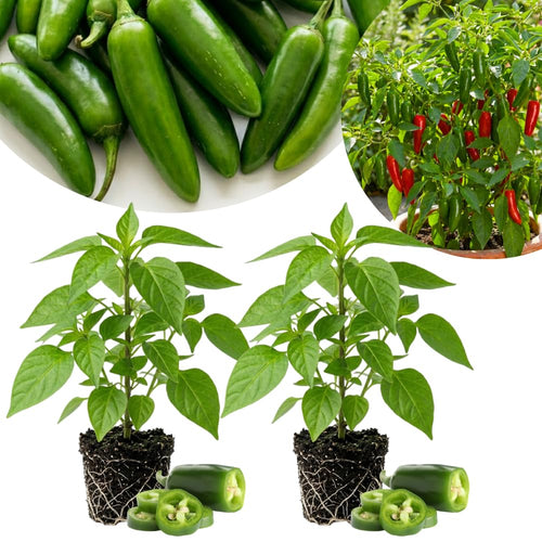 Set 2 Pepper Plants Live for Planting, Pepper Plant, 4-6 Inc Tall, Live Vegetable Plants for Indoor Outdoor Growing (Hot Green Peppers)