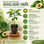 Dwarf Avocado Tree Live Plant, Outdoor Garden Tree, 6-12 Inch Tall
