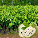 Live Soursop Tree Live Plant, Guanabana Plant 5-7 Inch, Tropical Fruit Tree No Pot, Very Well-Rooted, No CA