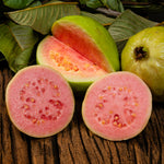 2 Pink Guava Trees Live Plants from 5 to 7'' Tall, Guava Plant Live for Planting Outdoor Indoor, Zone 9 to 11