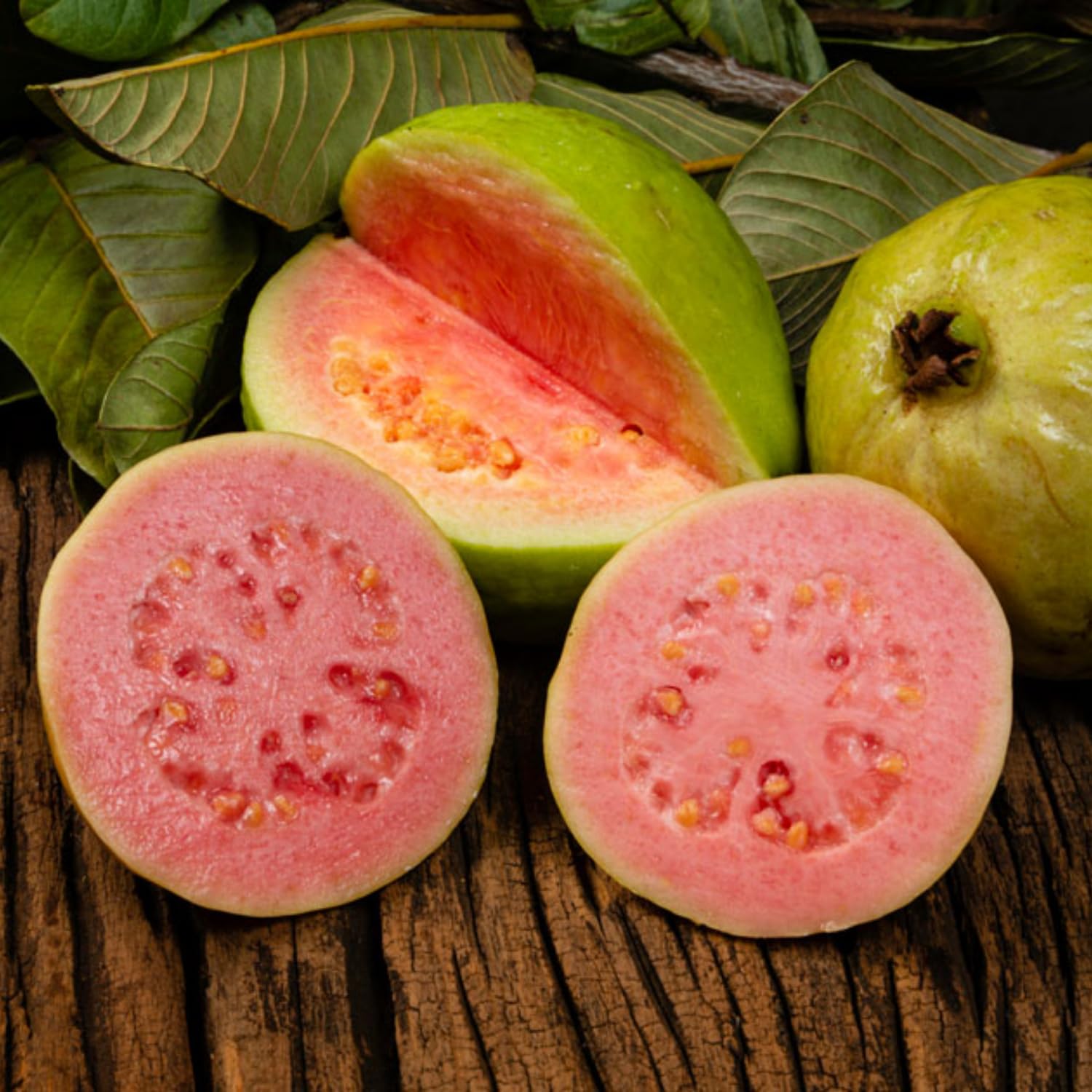 2 Pink Guava Trees Live Plants from 5 to 7'' Tall, Guava Plant Live for Planting Outdoor Indoor, Zone 9 to 11