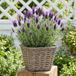 02 Lavender Plants Live Indoor Outdoor Spring Planting, Size 5-9" in Tall, Fragrant Bush for Indoor Outdoor Growing, Spring Bloom (Spanish Lavender)