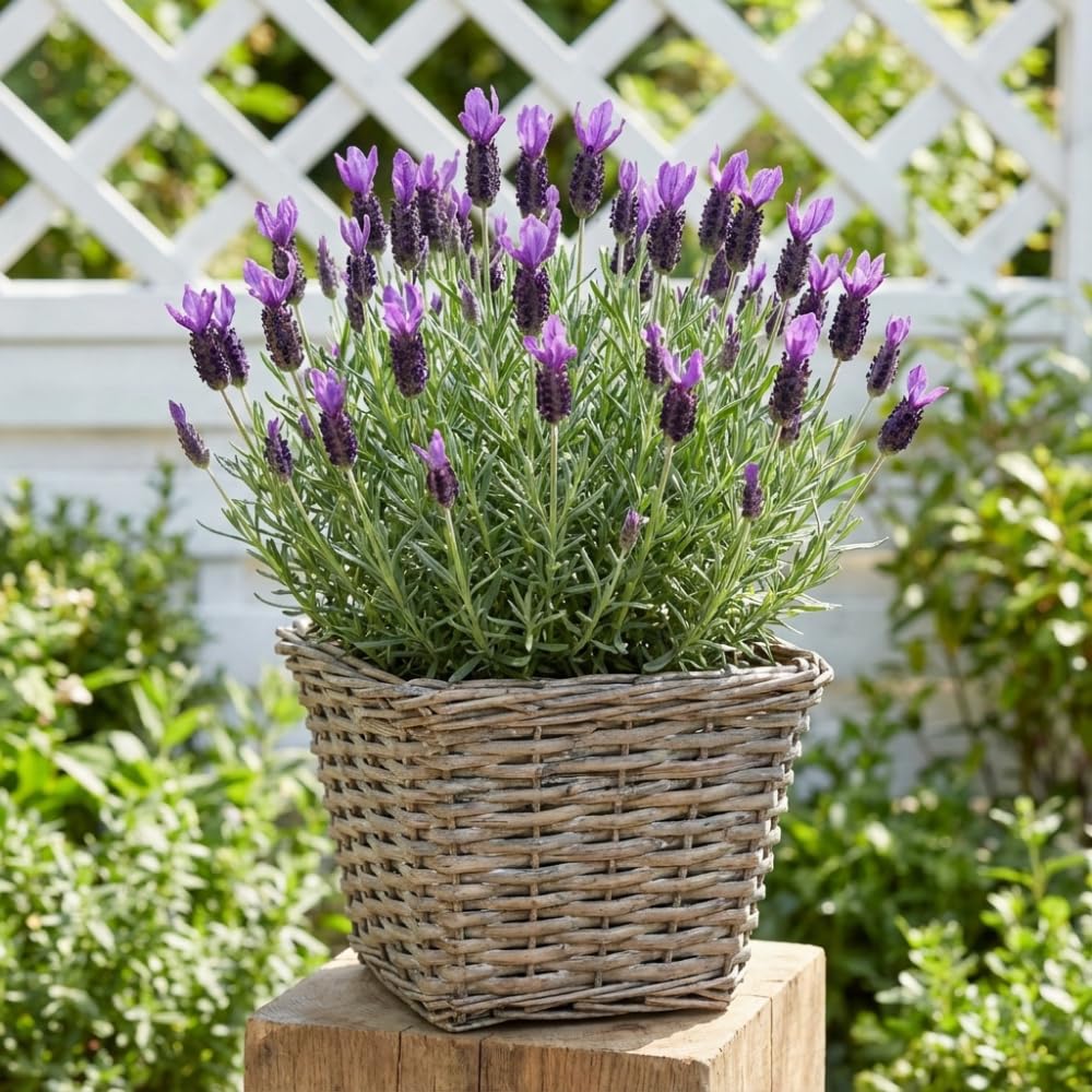02 Lavender Plants Live Indoor Outdoor Spring Planting, Size 5-9" in Tall, Fragrant Bush for Indoor Outdoor Growing, Spring Bloom (Spanish Lavender)