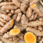 8 Turmeric Roots for Planting, Fresh Curcuma Turmeric Rhizomes, Heirloom Herb Roots for Home Garden