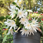 Easter Cactus Live Plant, Vibrant Blooming Cactus for Indoor Outdoor Gardens, 4-8'' Tall, No Pot (White Blooms)