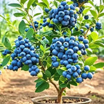 2 Biloxi Blueberry Bush Live Plant, Blueberry Plants Live for Planting 5 to 8 Inch Tall, Sweet Blueberries Fruit Seedlings
