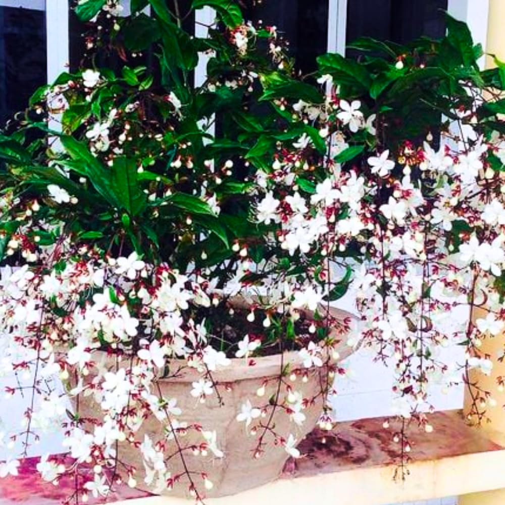 3 Clerodendrum Bleeding Heart Plants Live for Planting, 5-10 Inch Height, Clerodendrum Bleeding Heart Vine Indoor Outdoor (Clerodendrum Wallichii Smithianum)