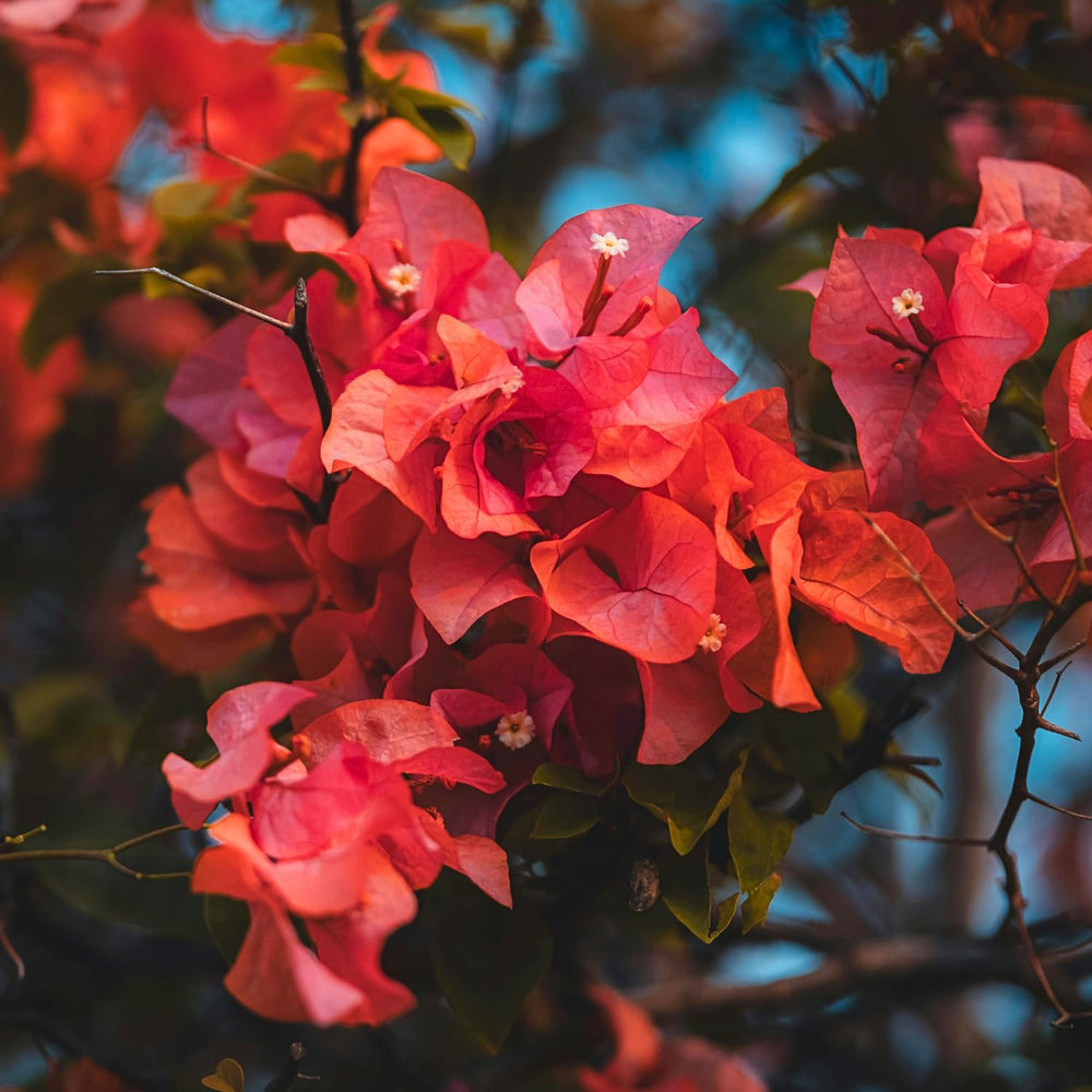 2 Bougainvillea Live Plants, Tropical Bougainvillea Flowering Vine, Fast Growing Outdoor and Container Plant, 4-8'' Tall (Red Orange Blooms)