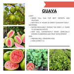 Pink Guava Tree Live Plant, 12-16 Inches Tall in Half Gallon Pot, Tropical Fruit Tree, Cold Hardy, Zones 9-11