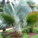 Palm Tree Plant, Live Tropical Palm Tree, Fully Rooted in 3 Gallon Pot, Ready for Outdoor Planting (Silver Blue Palm)
