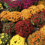 2 Chrysanthemum Plants Live, Mums Plants Live, Chrysanthemum Flowers Perennials Plant - Mixed