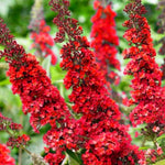 2 Butterfly Bush Live Plants, Red Buddleia Shrubs, 5–9 Inch Tall, Fragrant Flowering Shrubs, No Pot
