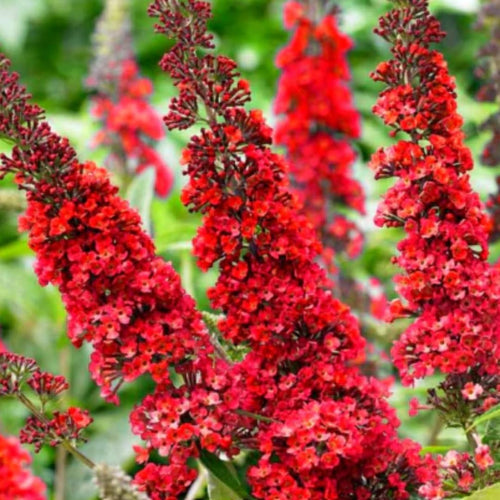 2 Butterfly Bush Live Plants, Red Buddleia Shrubs, 5–9 Inch Tall, Fragrant Flowering Shrubs, No Pot