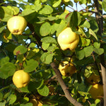 Quince Tree Plant Live, Cold Hardy Edible Fruit Tree, 2-3 Ft Tall