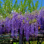 Purple Wisteria Tree Live Plant, Fragrant Flowering Vine in 2.5'' Pot, Blooming Wisteria Tree fot Container and Garden Growing