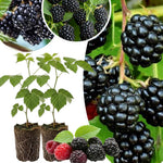 2 Sweet Pie Thornless BlackBerry Plants Live for Planting 5 to 8 Inch Tall, BlackBerry Bush Live Plant, Thornless Blackberries Live Plants