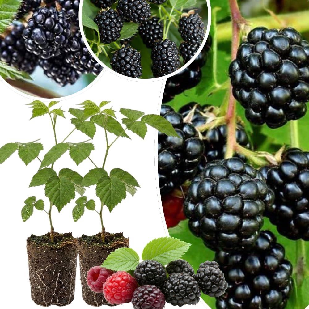 2 Sweet Pie Thornless BlackBerry Plants Live for Planting 5 to 8 Inch Tall, BlackBerry Bush Live Plant, Thornless Blackberries Live Plants