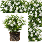 Belle of India Jasmine Live Plant –Arabian Jasmine White Flower Vine, Fragrant Indoor & Outdoor 4-6” Tall Decorative Plant, Sweet Fragrance