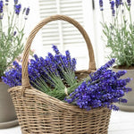 2 English Lavender Plants Live for Planting Outdoor, 3-4" Lavender Live Plants for Fragrant Sun Perennial Herb