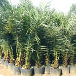 Live Palm Tree Plant in 3 Gallon Pot, No CA, Large Fully Rooted Size, Ready to Plant for Home Décor Indoor Outdoor Landscape, Rare Palm Trees, Seashore Palm