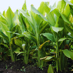 2 Yellow Turmeric Plants Live, Curcuma Turmeric Root, 5 to 7 Inc Tall