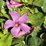 2 Purple Blue Mandevilla Plants Live 4–7" Tall, Live Mandevilla Flowering Tropical Vines for Patio, Containers and Backyard Landscaping