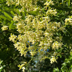 2 Black Locust Seedlings Bare Roots, Hardy Black Locust Tree for Outdoor Planting, 6-8 Inches Tall, Well-Rooted, Ready to Grow