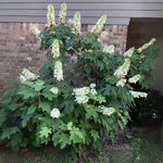 Hydrangea Plant Live Tree, White Oakleaf Color Bloom, 5-10" Well-Rooted Hydrangea Shrub Bush for House Planting Outdoor, Dormant
