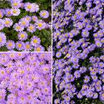 2 Mix Aster Plants Live for Planting, 3 to 6 Inch Assorted Asters Perennial Live Plants, No Pot