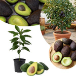 HASS Avocado Tree Live Plant, Avocado Plant, Cold Hardy, 6-12 Inc Tall