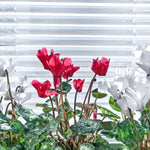 Set of 2 Cyclamen Plants Live, Hardy Cyclamen Plants, Vibrant Blooming Houseplant, 4 Inch Pot for Planting (Mix)