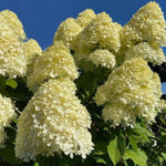 2 Hydrangea Plant Live, Hardy Hydrangea Bush Shrub for Outdoor Garden Planting, Bare Roots Dormant 6-12 Inch (Lime Hydrangea)
