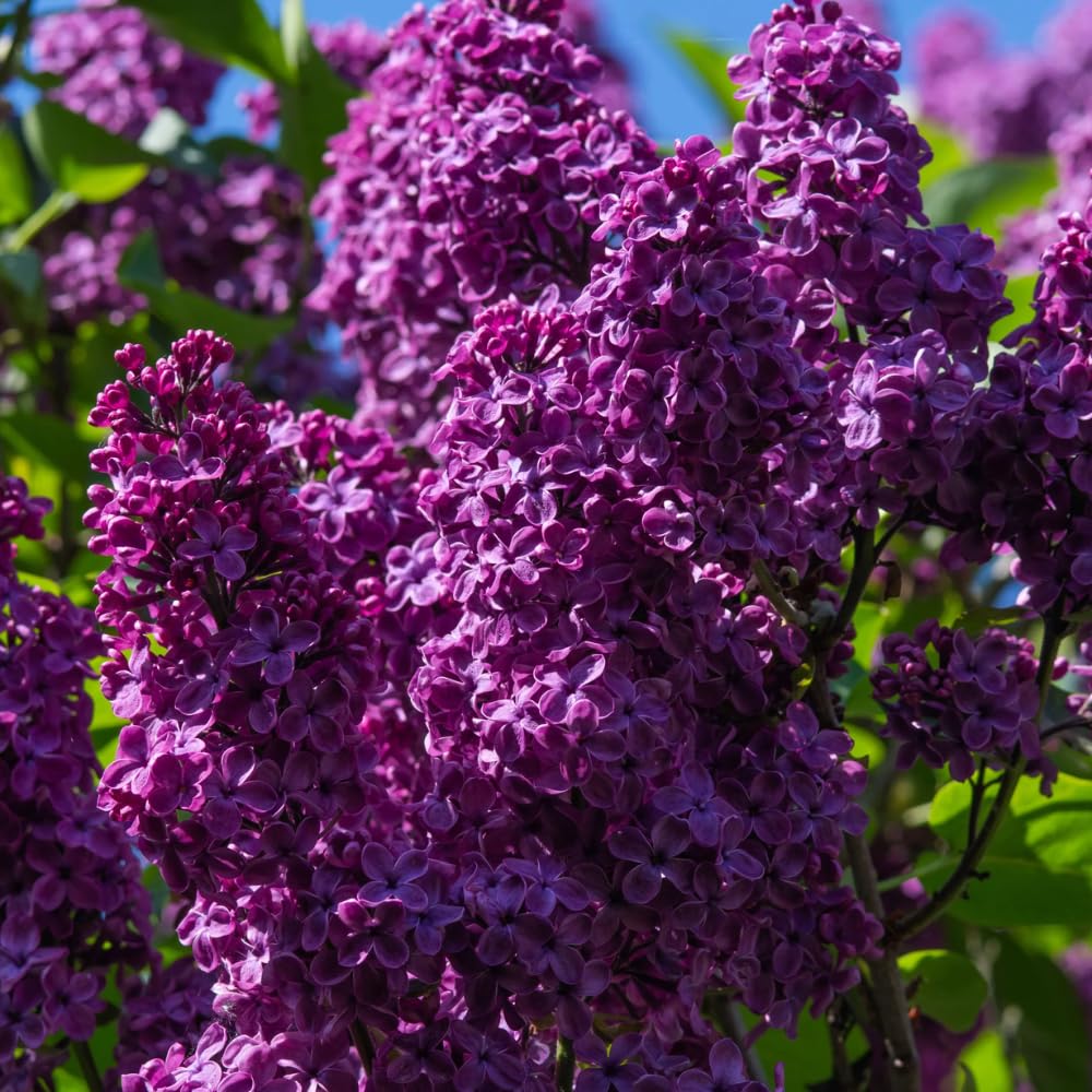 Lilac Live Plant in Pot, Hardy Shrub with Reblooming Blossoms, 1-2 Year Old Plant, Dormant in Winter, Fragrant Flowers (Purple Lilac)