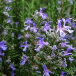 2 Upright Rosemary Plants Live Size 5-9" Fast Growing, Fragrant Rosemary Live Plant Herb Plant for Indoor, Outdoor Garden