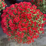 2 Chrysanthemum Plants Live, Mums Plants Live, Chrysanthemum Flowers Perennials Plant