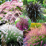 2 Fountain Grass Plants Live, 5-9 Inch Tall Ornamental Grass Live Plants for Landscaping and Garden Borders (Mixed Fountain Grass)