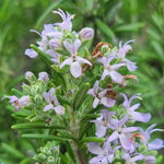 2 Upright Rosemary Plants Live Size 5-9" Fast Growing, Fragrant Rosemary Live Plant Herb Plant for Indoor, Outdoor Garden