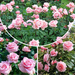 Rose Live Plant, Roses Flower Plant, Fragrant Flower for Planting, 4-6 Inches Tall, Bush Shrub Plants, Well Rooted, Ready to Grow (Orange Rose)